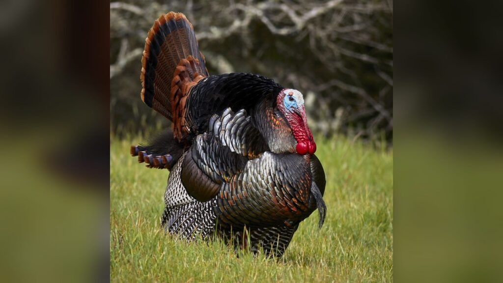 Turkey is the departure location for Trump's secret flight due to security threats from Iran.