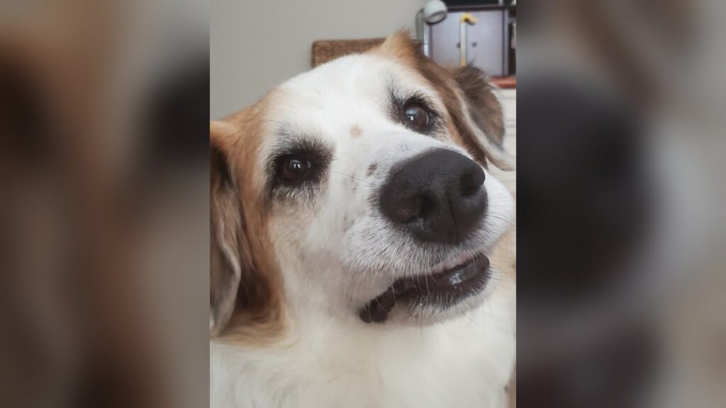 100-pound Great Pyrenees mix named Bruce, who was killed by Ventura County Animal Services.