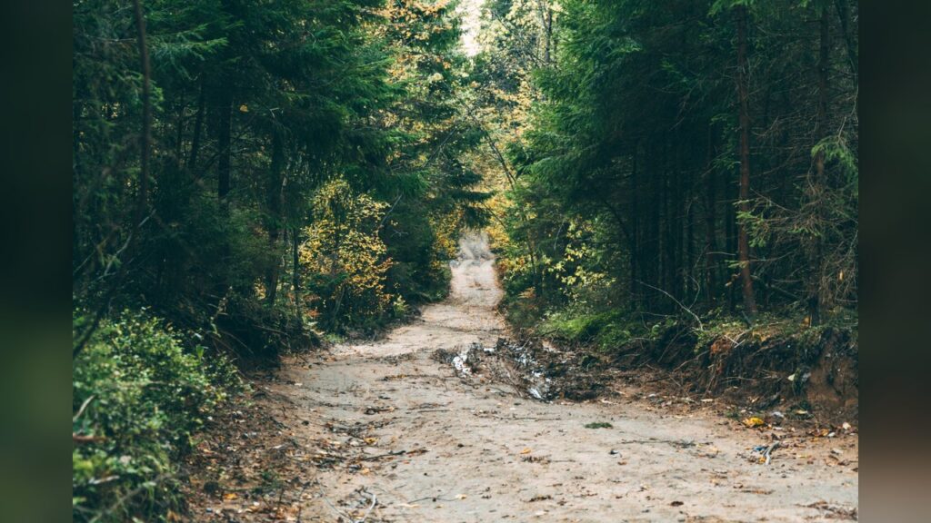 The Roadless Rule bars road construction and most logging on nearly 45 million acres of national forest.