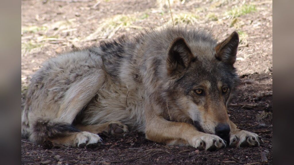 Gray wolves are targeted for delisting and lethal removal under the new executive order.